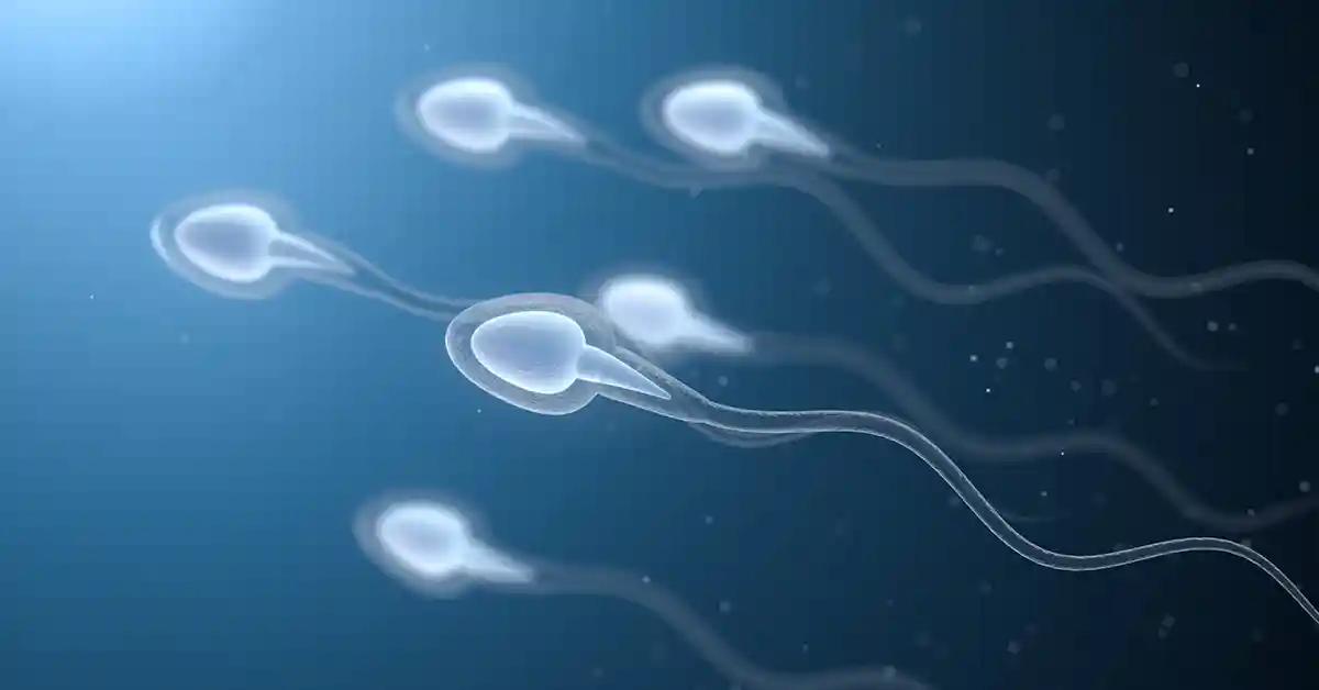 MicroTESE Ameliyatında Sperm Bulunma Oranları: Gerçekçi Beklentiler ve Bilimsel Veriler